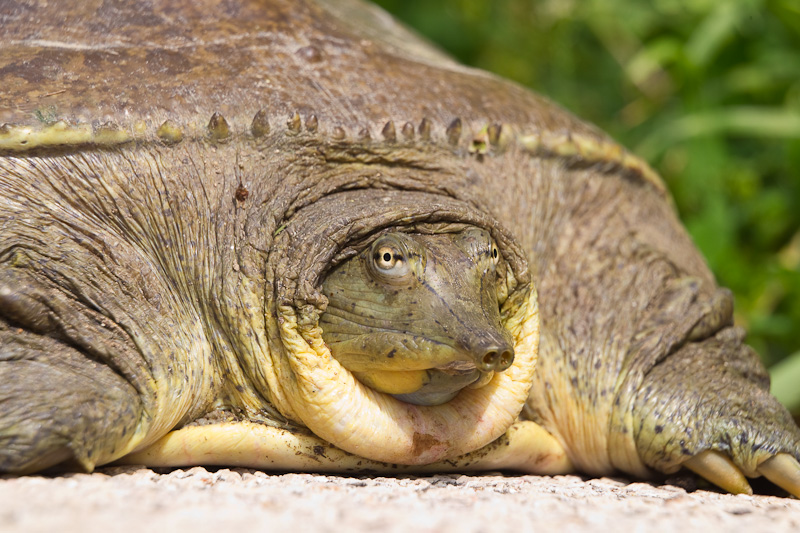 spiny-softshell-turtle-apalone-spinifera